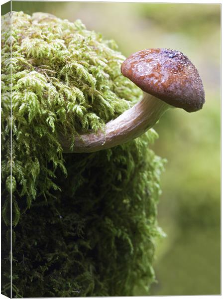 Woodland Fungus Canvas Print by Mike Gorton