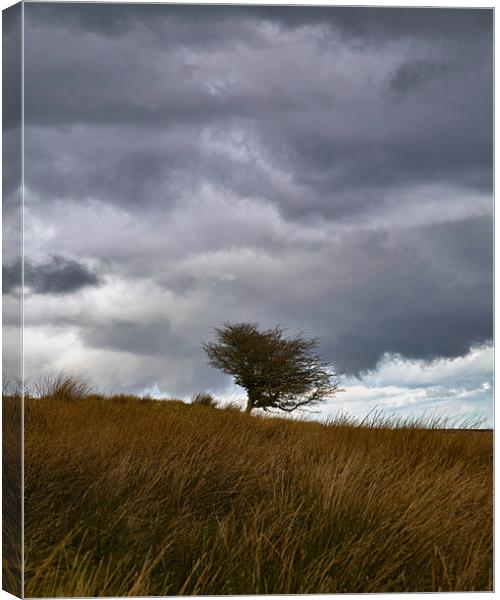 Lonely Tree on Exmoor Canvas Print by Mike Gorton