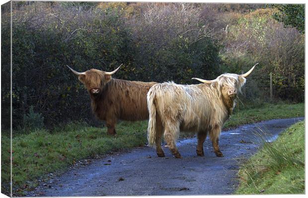 Touch your horn again and Canvas Print by Mike Gorton