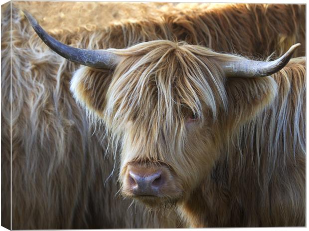 Face to Face With a Horny Cow Canvas Print by Mike Gorton