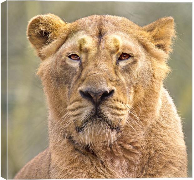 Lioness Canvas Print by Mike Gorton