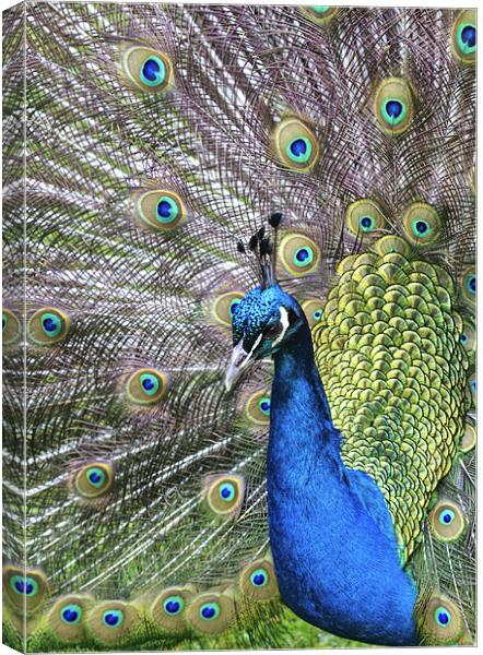 Peacock Canvas Print by Mike Gorton