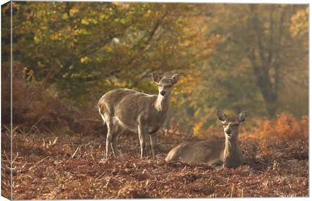  Deer at Knole Park Canvas Print by Tim Bell