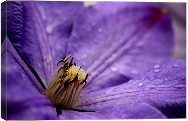  Clematis Canvas Print by Tim Bell