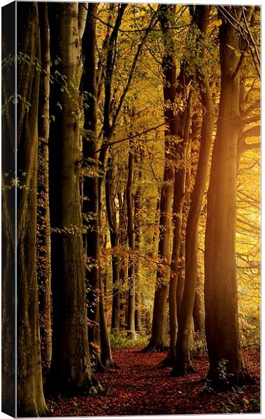  Woodland glow  Canvas Print by Tim Bell