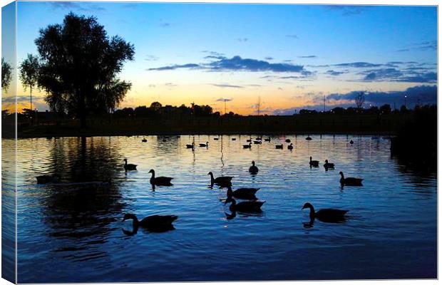 Blackheath Duck Pond at sunset Canvas Print by Stephanie Chapman