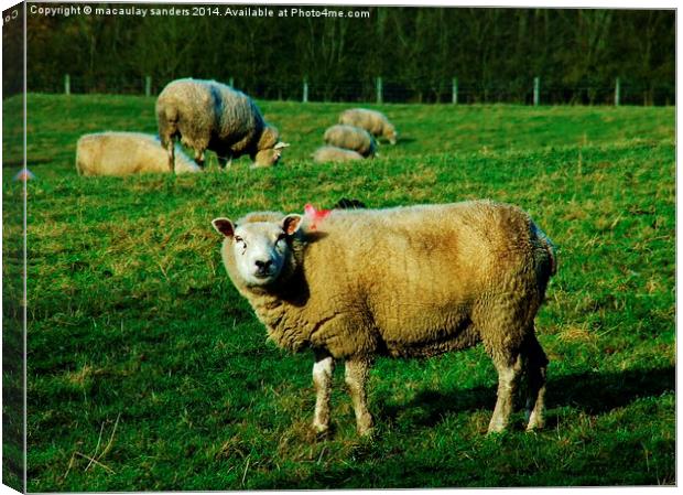 Sheep posing Canvas Print by macaulay sanders