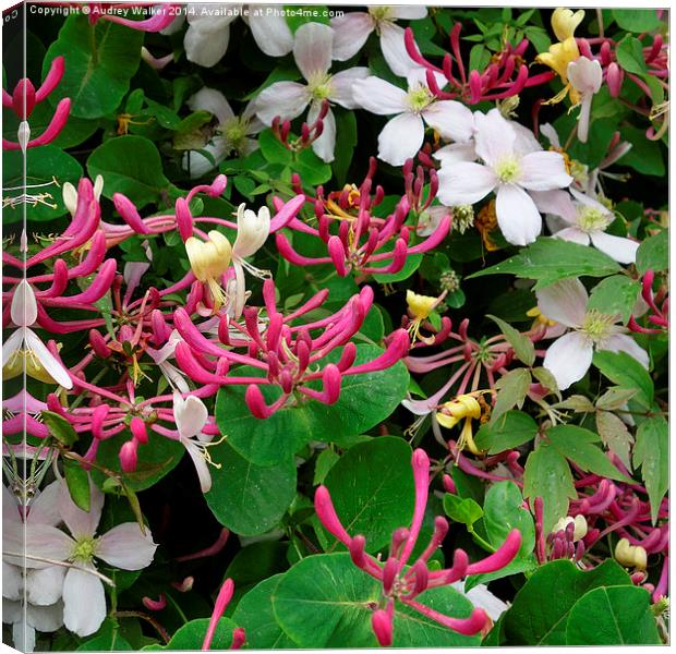 Honeysuckle and Clematis Canvas Print by Audrey Walker