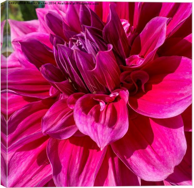  PINK DAHLIA Canvas Print by Audrey Walker