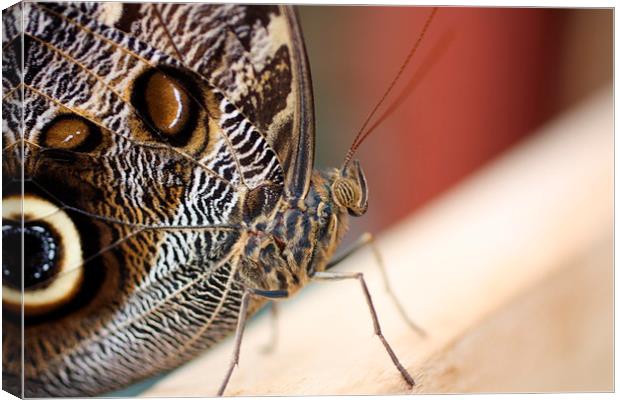 forrest giant owl butterfly Canvas Print by Piet Peters