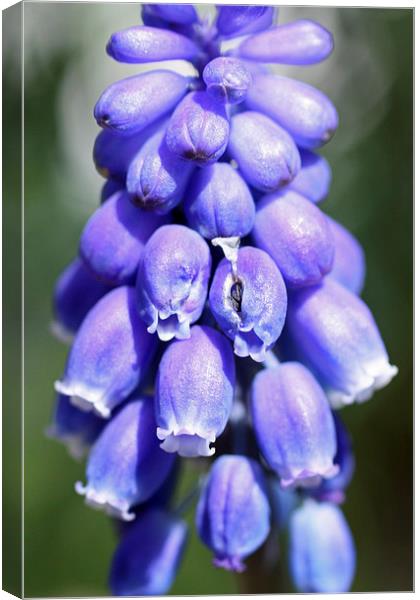 Grape hyacinths Canvas Print by Piet Peters