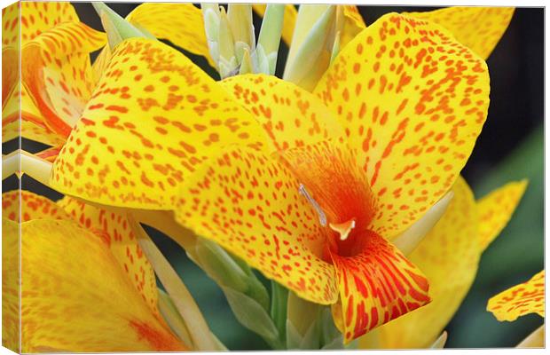 orchid Canvas Print by Piet Peters
