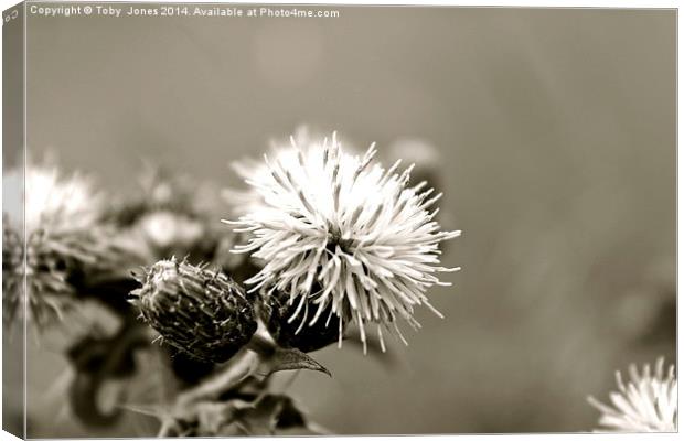 Black and White Thistle Canvas Print by Toby  Jones