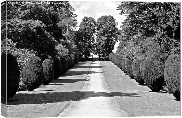 Tree Lined Path Canvas Print by Toby  Jones