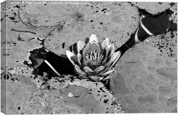 Water Lilly Canvas Print by Toby  Jones