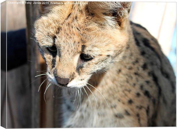 Serval Canvas Print by Toby  Jones