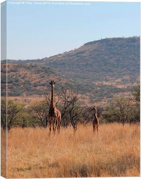 Giraffe and Calf Canvas Print by Toby  Jones