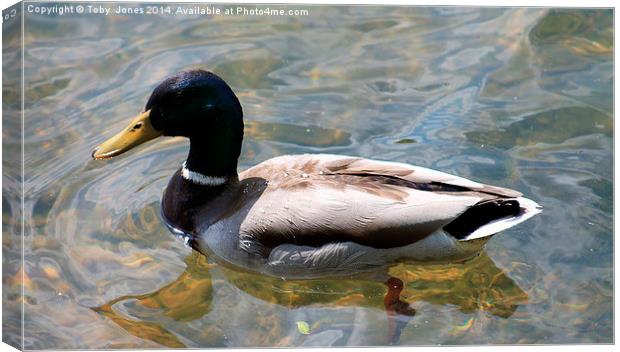 Mallard Duck Canvas Print by Toby  Jones