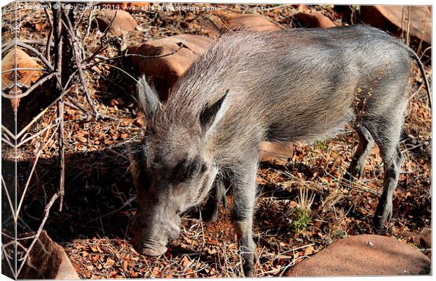 Warthog Canvas Print by Toby  Jones