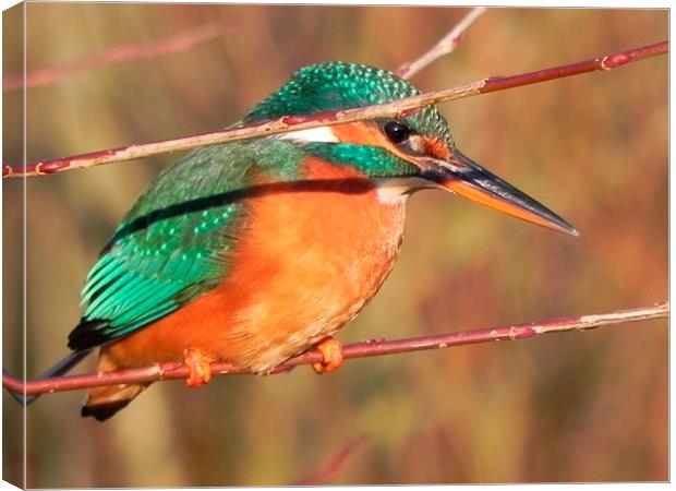 Kingfisher no.1 Canvas Print by Paul coles
