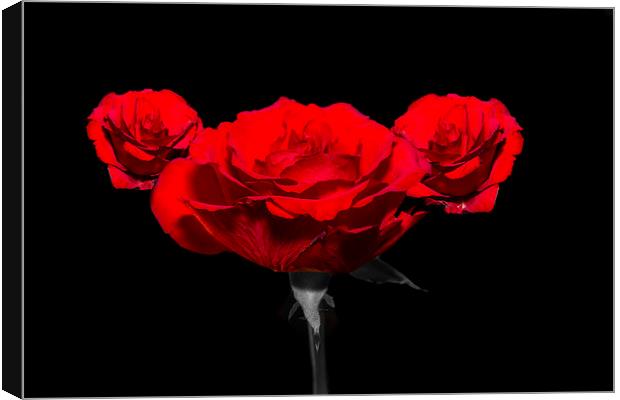 The Rouge Canvas Print by Pete White