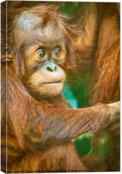 Orangutan Baby  Canvas Print by Darren Wilkes