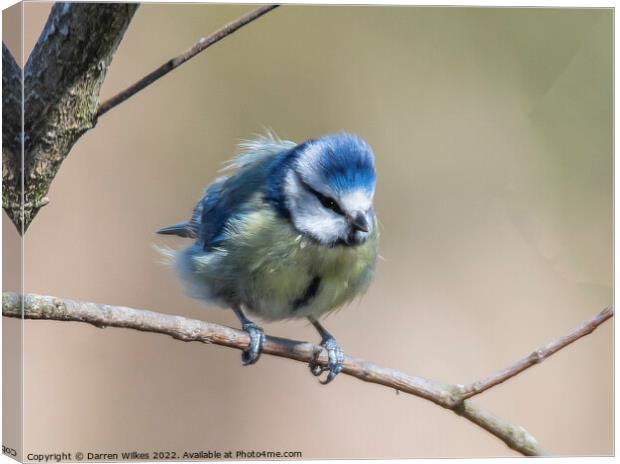  Blue tit  Canvas Print by Darren Wilkes