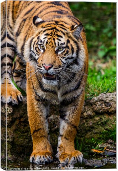 The Fierce and Endangered Amur Tiger Canvas Print by Darren Wilkes