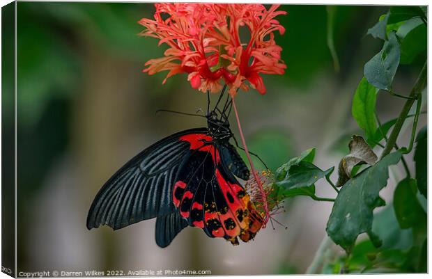 Scarlet Mormon Butterfly  Canvas Print by Darren Wilkes