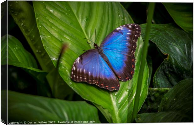Blue Morpho butterfly  Canvas Print by Darren Wilkes