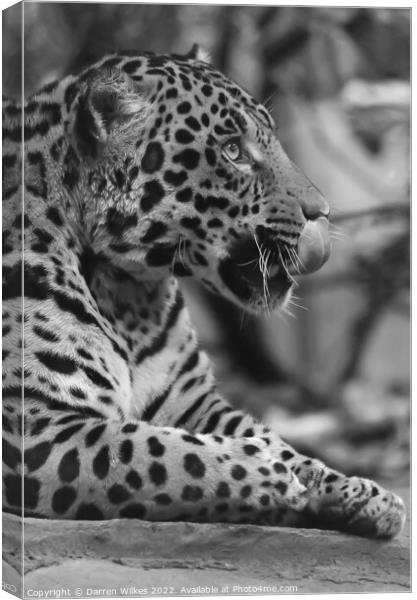 Jaguar in black and white  Canvas Print by Darren Wilkes