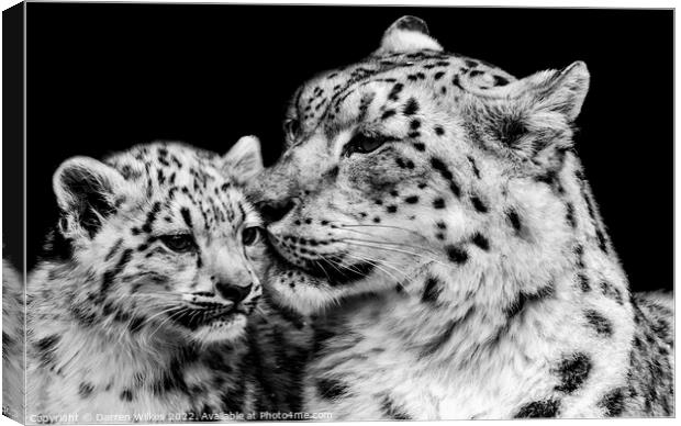 Snow Leopard Mother And Baby Canvas Print by Darren Wilkes