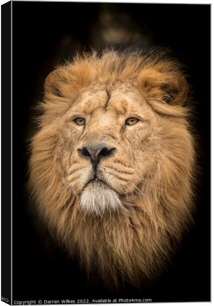 Male Asiatic Lion Canvas Print by Darren Wilkes