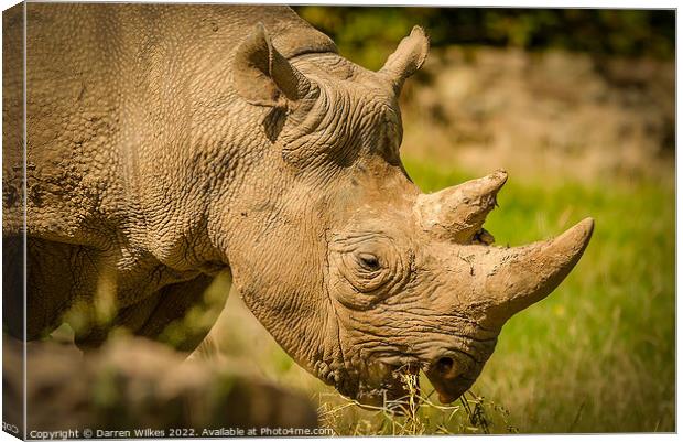 Black Rhinoceros Canvas Print by Darren Wilkes