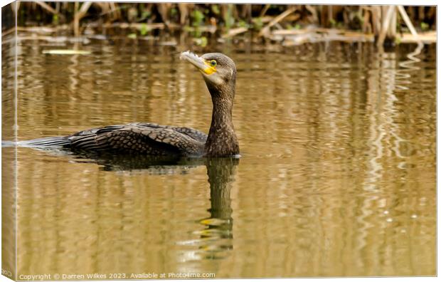 The Great Cormorant Canvas Print by Darren Wilkes