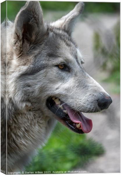 The Mysterious Wolfdog Canvas Print by Darren Wilkes