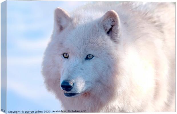 Arctic Wolf -  Canis lupus arctos Canvas Print by Darren Wilkes