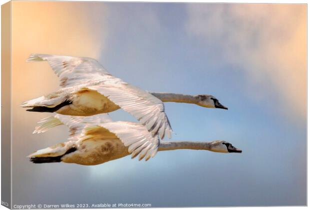 Swans In Flight North Wales  Canvas Print by Darren Wilkes