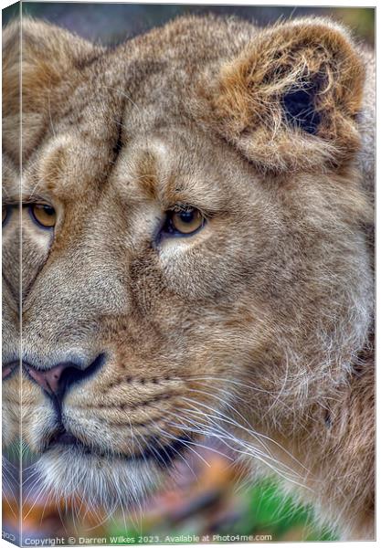 Asiatic Lion Female  Canvas Print by Darren Wilkes