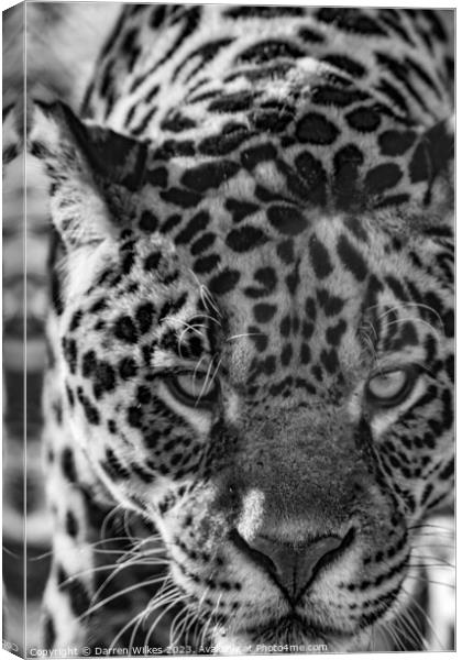 Male Jaguar - Black And White  Canvas Print by Darren Wilkes