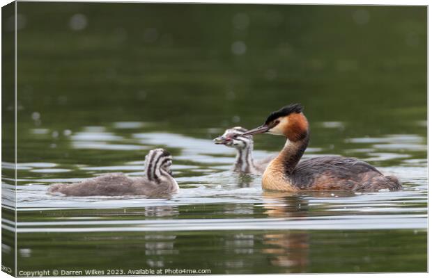 Great Crested Grebe  Canvas Print by Darren Wilkes