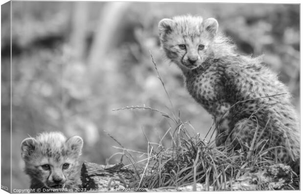 Fluffy Furbabies Two Young Cheetah Cubs on the Afr Canvas Print by Darren Wilkes