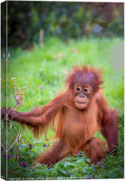 Confident Orangutan Baby Explores World Canvas Print by Darren Wilkes