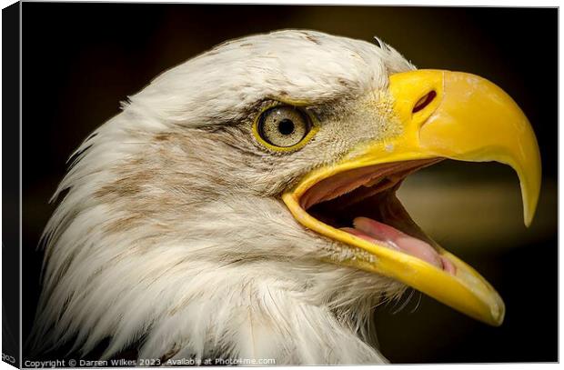 Bald Eagle - Haliaeetus leucocephalus Canvas Print by Darren Wilkes