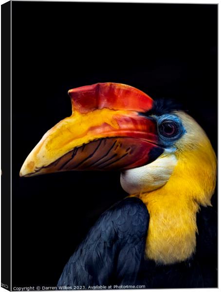 Majestic Wrinkled Hornbill Canvas Print by Darren Wilkes