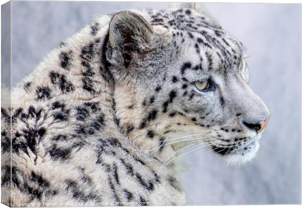 The Elusive Snow Leopard  Canvas Print by Darren Wilkes