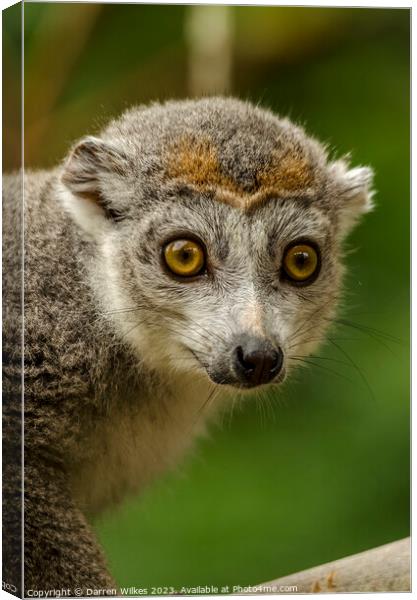 Crowned lemur - Eulemur coronatus Canvas Print by Darren Wilkes