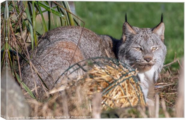 Canadian Lynx - spring Time  Canvas Print by Darren Wilkes