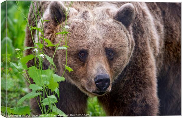 Brown Bear Canvas Print by Darren Wilkes