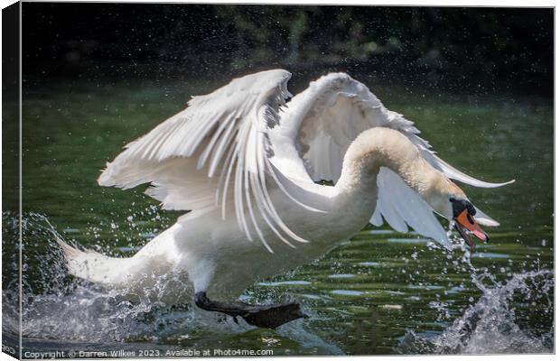 Graceful Swan in a Serene Lake Canvas Print by Darren Wilkes